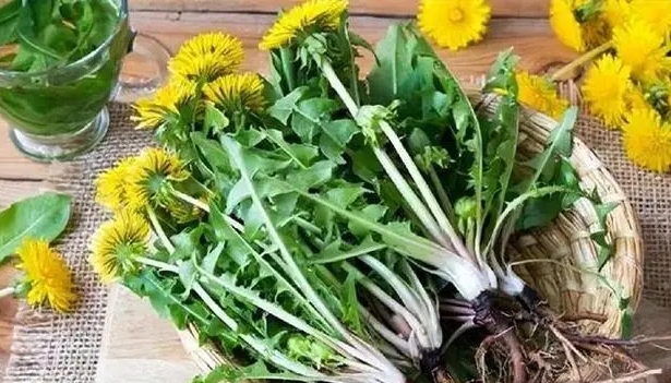 คุณเห็นการเปลี่ยนแปลงอะไรในร่างกายของคุณเมื่อดื่มดอกแดนดิไลอันทุกวัน? Dandelion Extract เป็นจริงสำหรับมะเร็งต่อต้านหรือไม่?