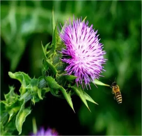 อะไรคือประโยชน์หลักและกลุ่มเป้าหมายของ Milk Thistle?